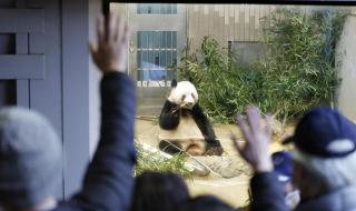 熊猫知道自己回家了吗 旅加大熊猫顺利回家